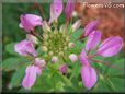 pink cleome flower
