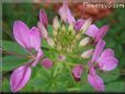 pink cleome flower