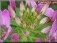 pink cleome flower