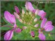 pink cleome flower