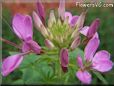 pink cleome flower