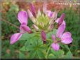 pink cleome flower