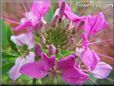 pink cleome flower