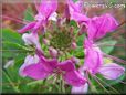 pink cleome flower