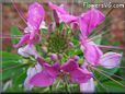 pink cleome flower