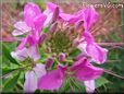 pink cleome flower