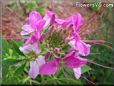 pink cleome flower