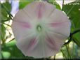 pink morningglory flower