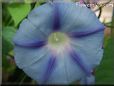 light blue morningglory flower