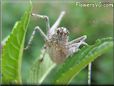 silver sword tail cricket