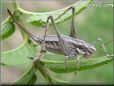 grey cricket