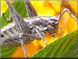 grey sword tail cricket