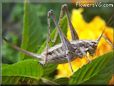 silver sword tail cricket