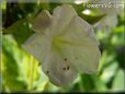 white four o clocks flower