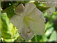 white four o clocks flower