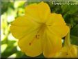 yellow four o clock flower