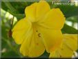 yellow four o clock flower