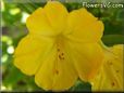 yellow four o clock flower