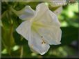 white four o clocks flower