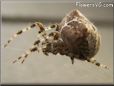 brown and white horned orb spider