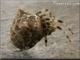 brown tan horned orb spider