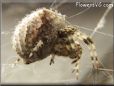  horned orb spider