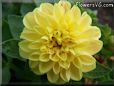 yellow dahlia flower