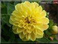 yellow dahlia flower