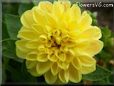 yellow dahlia flower