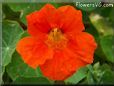 orange nasturtium flower