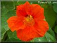 orange nasturtium flower