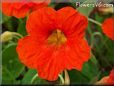 orange nasturtium flower