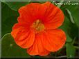 orange nasturtium flower