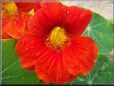 orange nasturtium flower