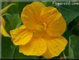 yellow nasturtium flower