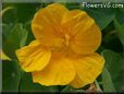 yellow nasturtium flower