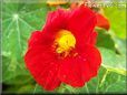 red nasturtium flower