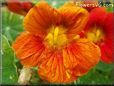 red orange nasturtium flower