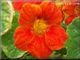 orange nasturtium flower