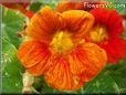 red orange nasturtium flower