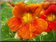 red orange nasturtium flower