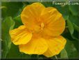 yellow nasturtium flower