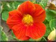 orange nasturtium flower