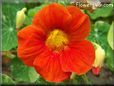 orange nasturtium flower