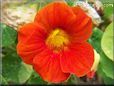 orange nasturtium flower