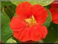 orange nasturtium flower