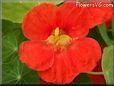 orange nasturtium flower