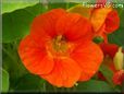 orange nasturtium flower