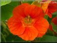 orange nasturtium flower