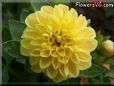 yellow dahlia flower